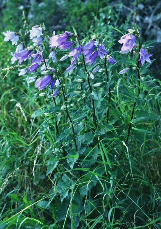  Image name: campanula comune2.jpg 
 width: 537 pixel 
 height: 762 pixel 
 Size: 144076 bytes 
 Click to enlarge 